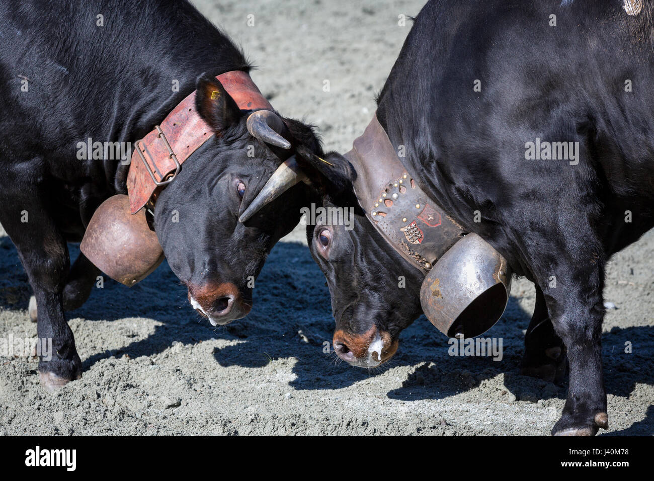 Eringer cows locking horns during a cow fight, tradition, heritage from