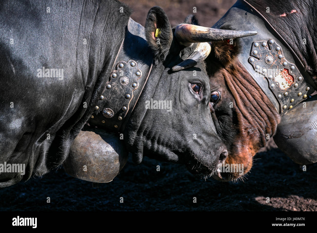 Eringer cows locking horns during a cow fight, tradition, heritage from