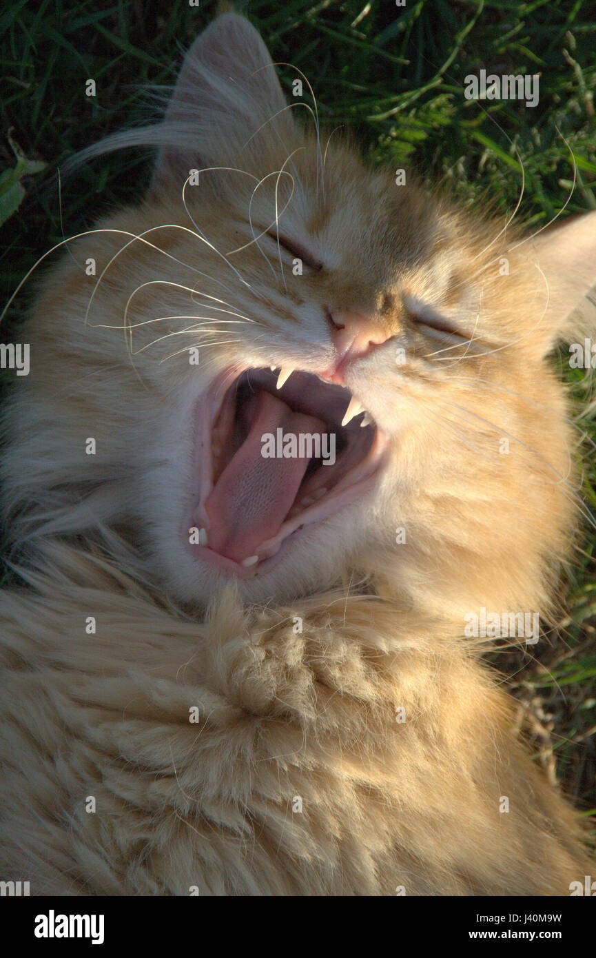 Orange tabby cat grass hires stock photography and images Alamy