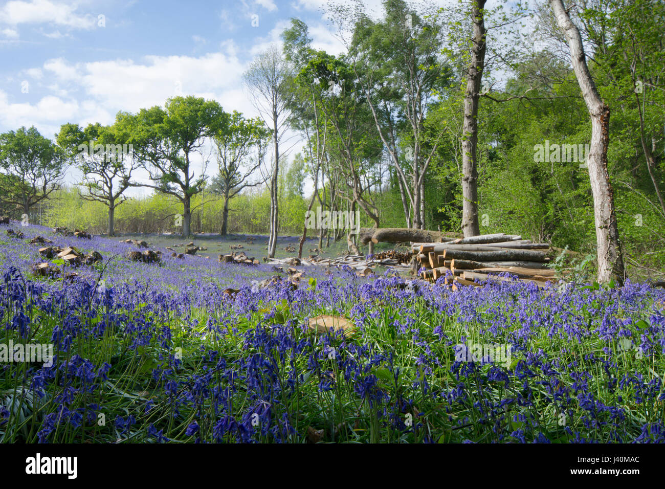 Bluebells, Hyacinthoides non-scripta, in cut Sweet Chestnut coppice. Near Midhurst, West Sussex, UK. May. Stock Photo