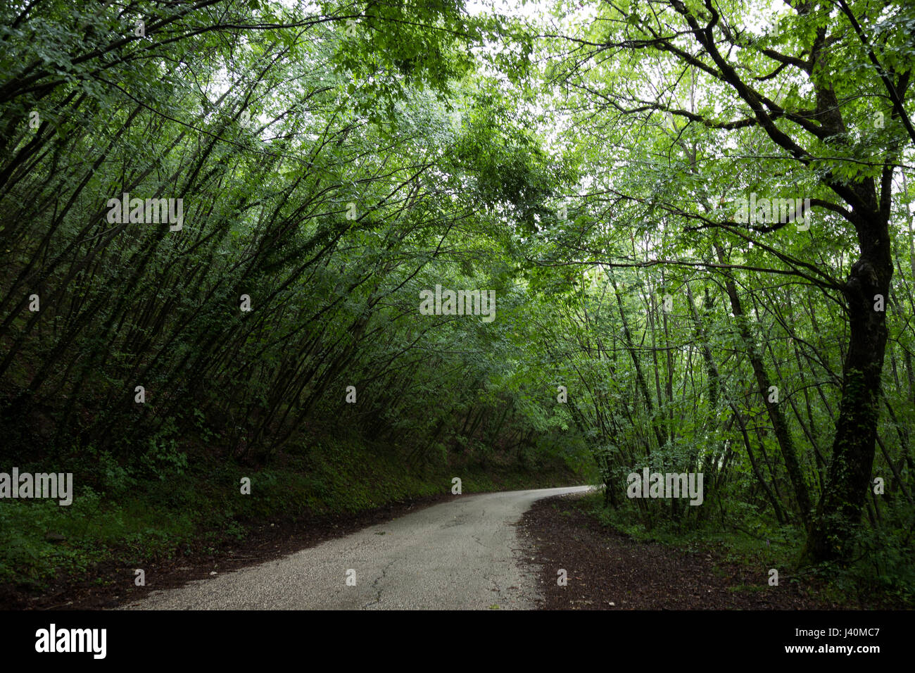 A road under many really green trees, creating almost a tunnel Stock Photo
