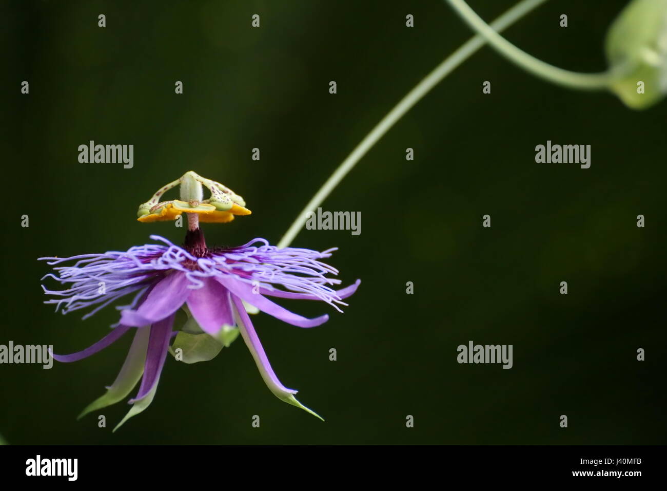 Blossom of a passion flower species (Passiflora amethystina). Stock Photo