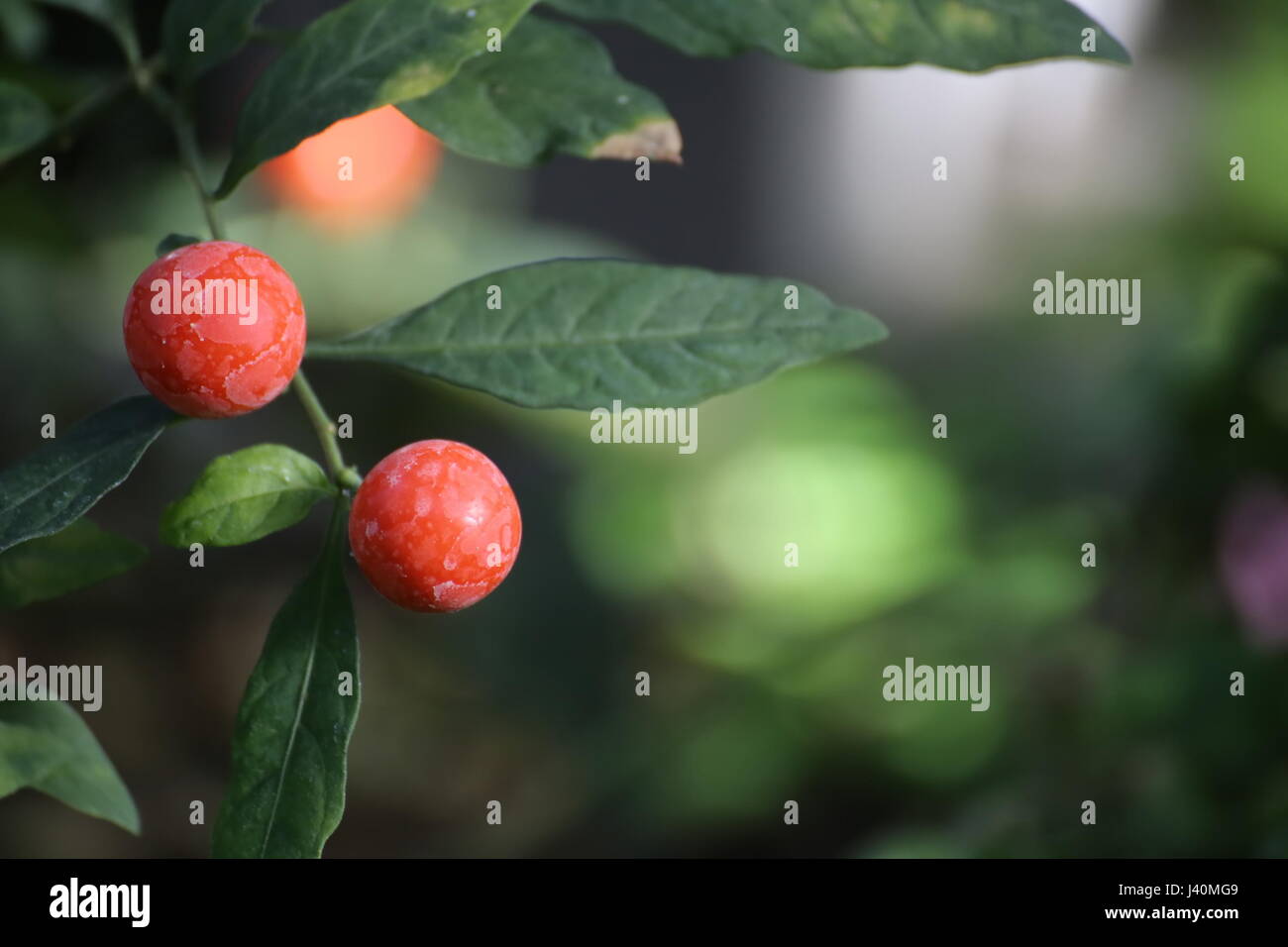 Cherry berry hi-res stock photography and images - Alamy