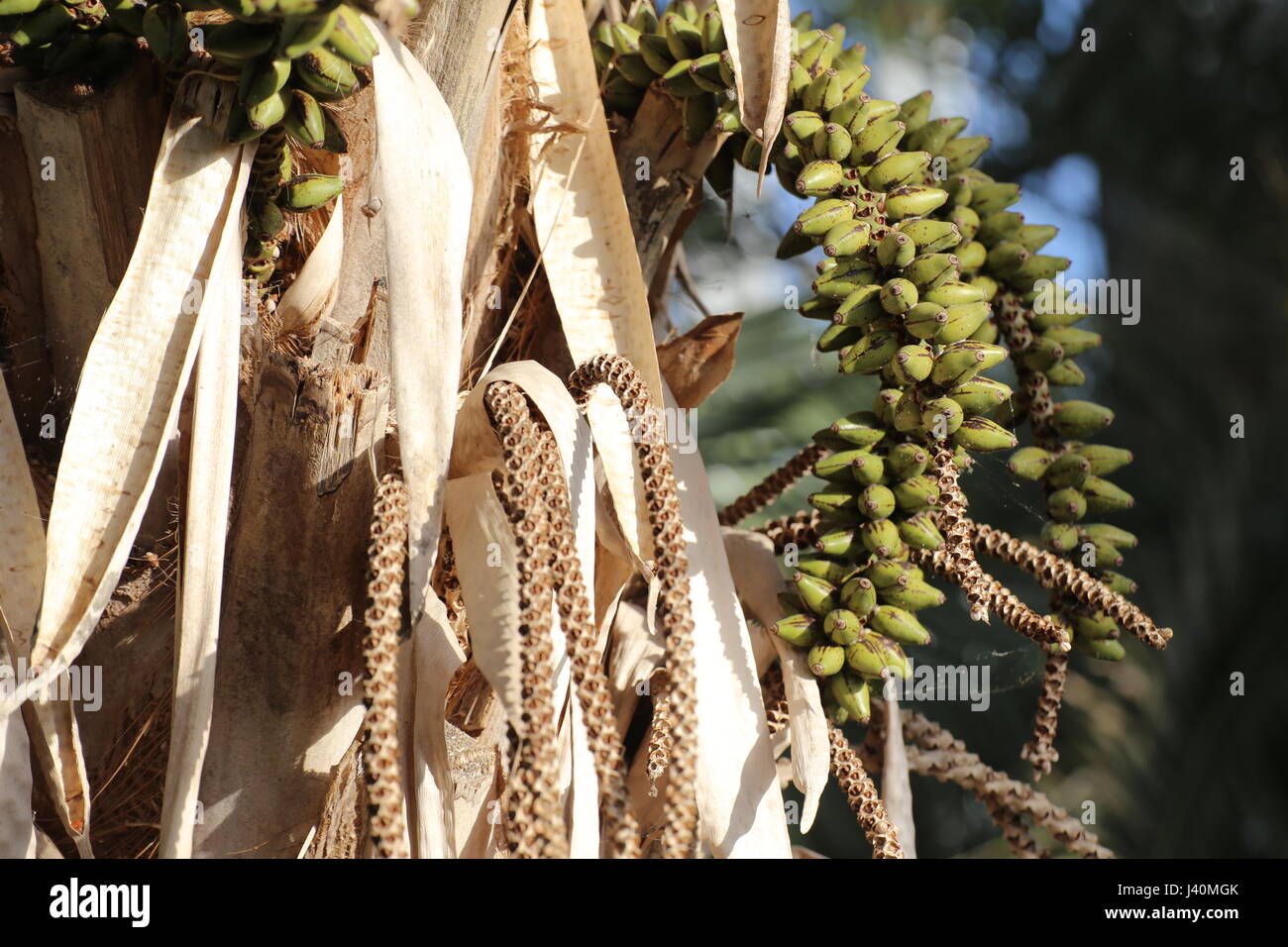 Howea forsteriana (Kentia Palm) with many fruits Stock Photo - Alamy