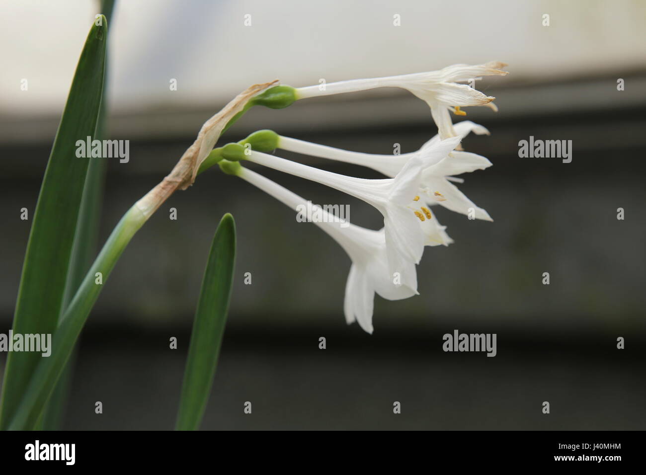 Blossoms of Narcissus broussonetii, species of the genus Narcissus (Daffodils). Stock Photo