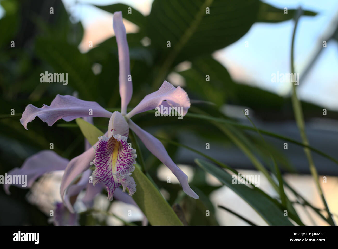 Cattleya maxima (Largest Cattleya), an orchid species. Stock Photo