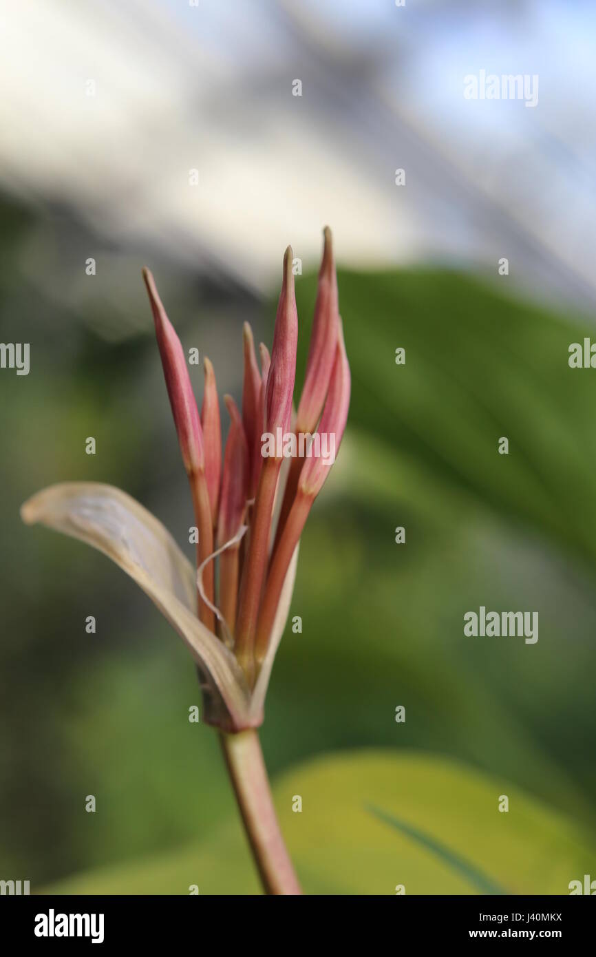 Buds of Crinum purpurascens, a plant from the family Amaryllidaceae. Stock Photo