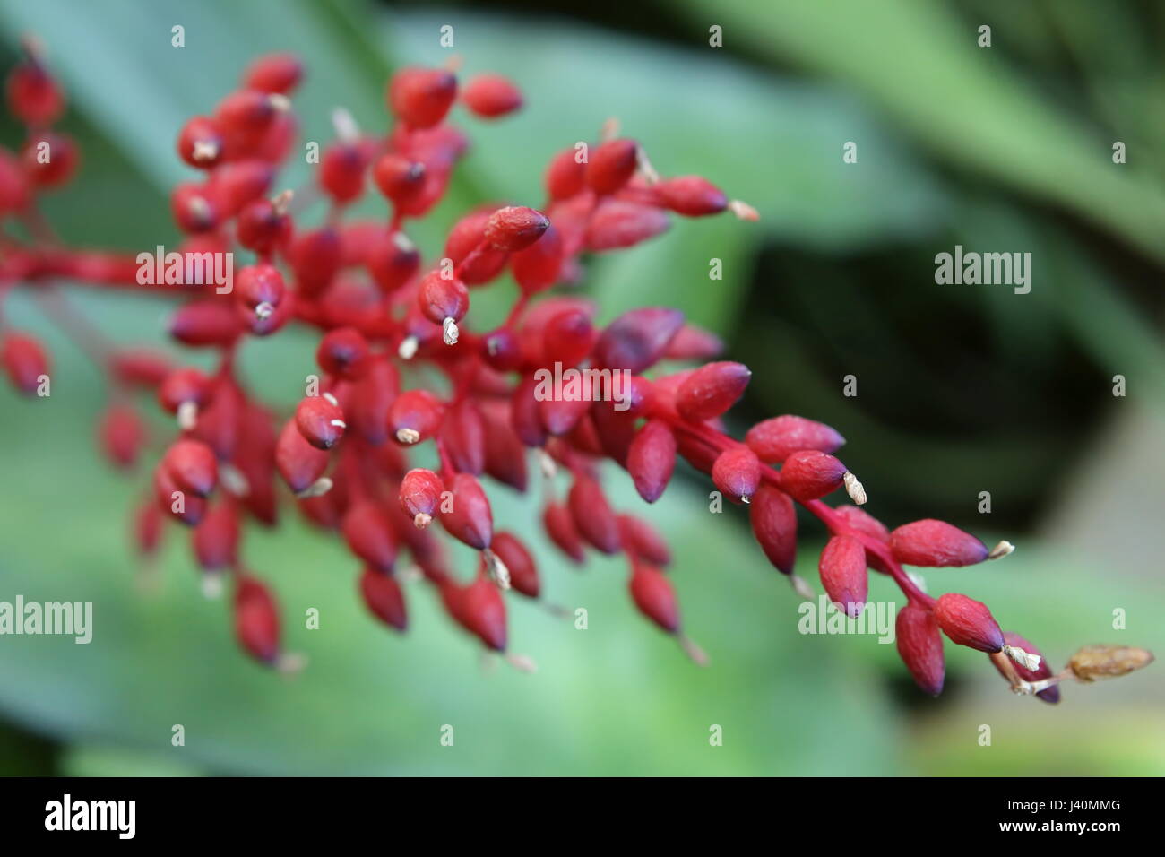 Red inflorescence of a Bromeliaceae plant species. Stock Photo