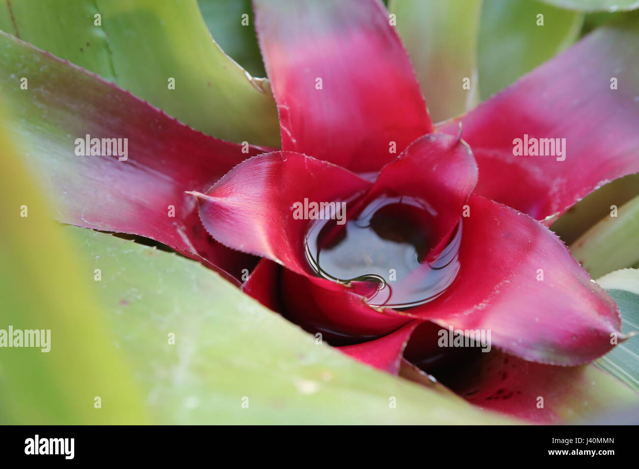 Neoregelia carolinae or Blushing Bromeliad filled with water. Stock Photo