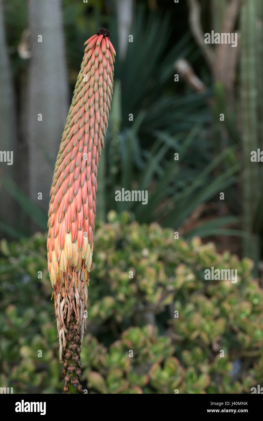 Inflorescence of the succulent plant species Aloe reitzii. Stock Photo