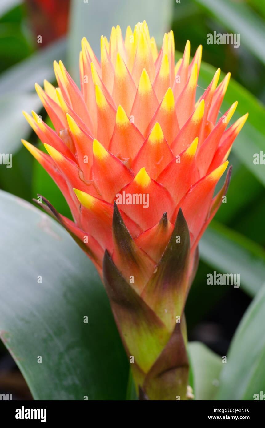 close up macro beautiful bromeliad flower after rain Stock Photo