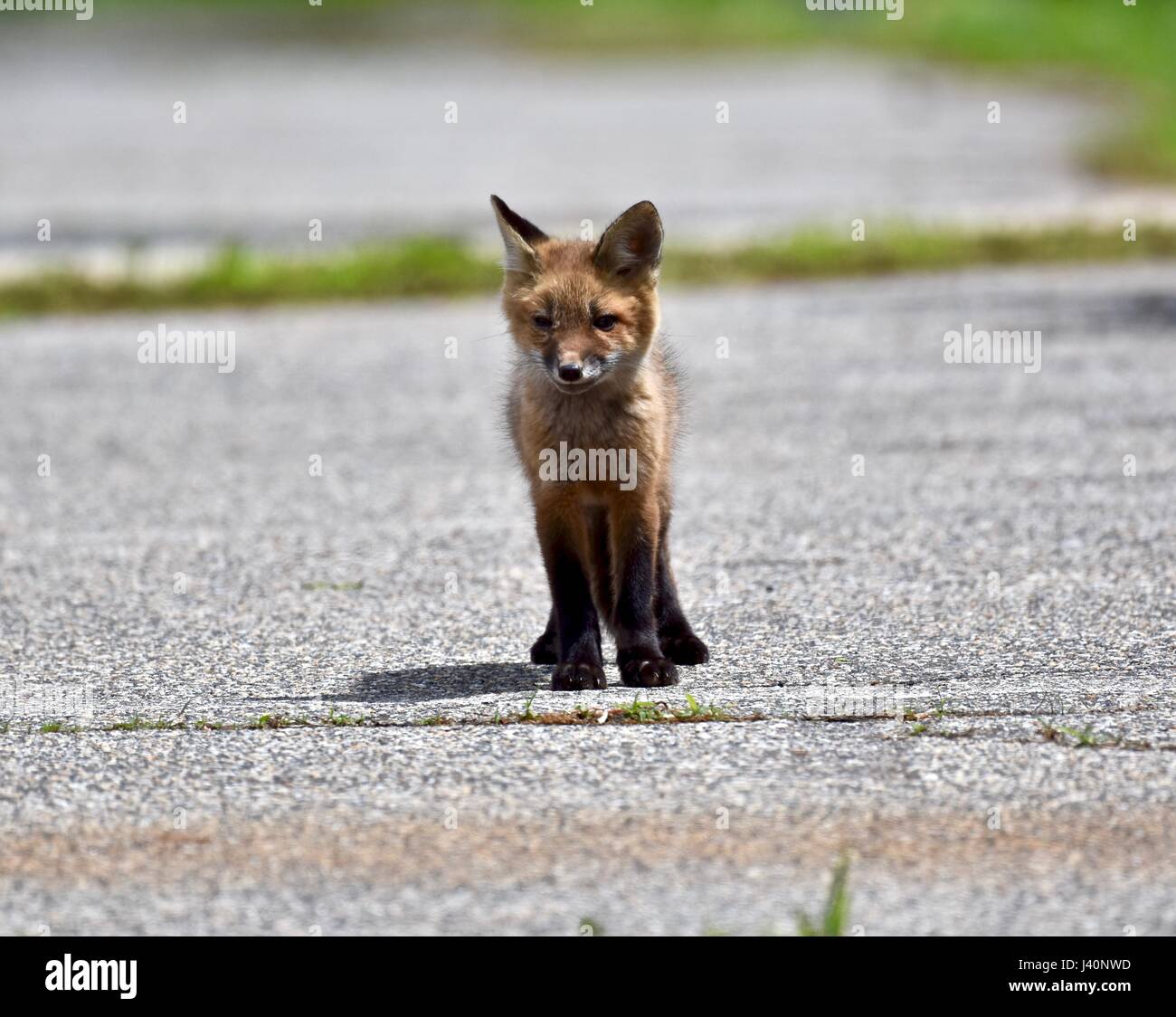 Red fox kit (Vulpes vulpes) standing in the middle of an old abandoned road. Stock Photo