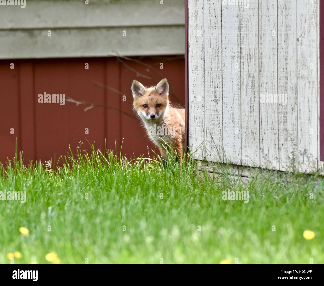 Red fox kit (Vulpes vulpes) exploring a farm on a warm spring day. Stock Photo