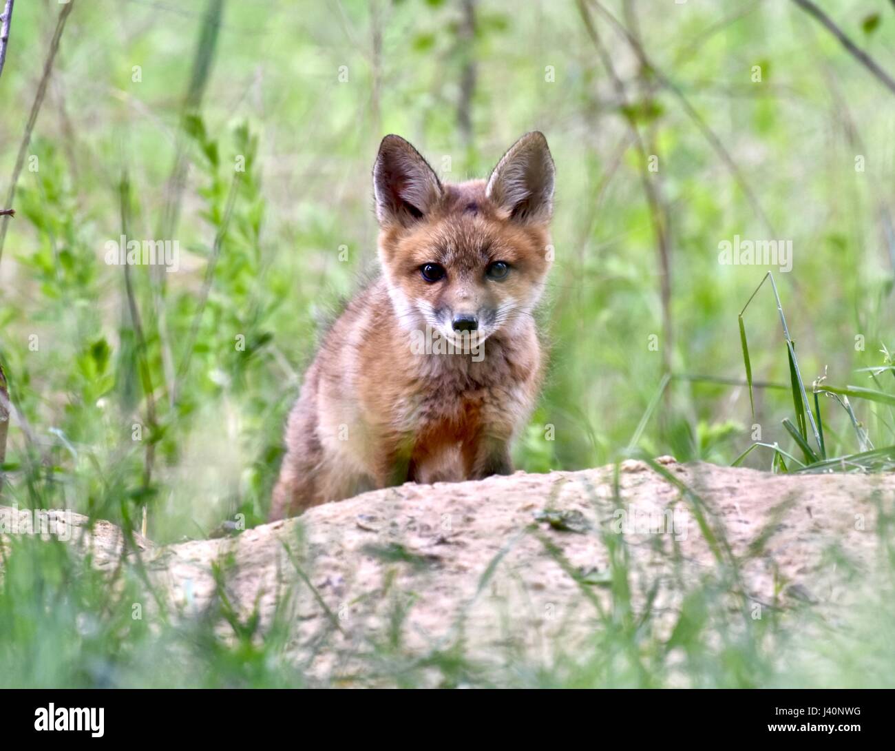 Red fox kit (Vulpes vulpes) playing outside its den on a warm spring day. Stock Photo