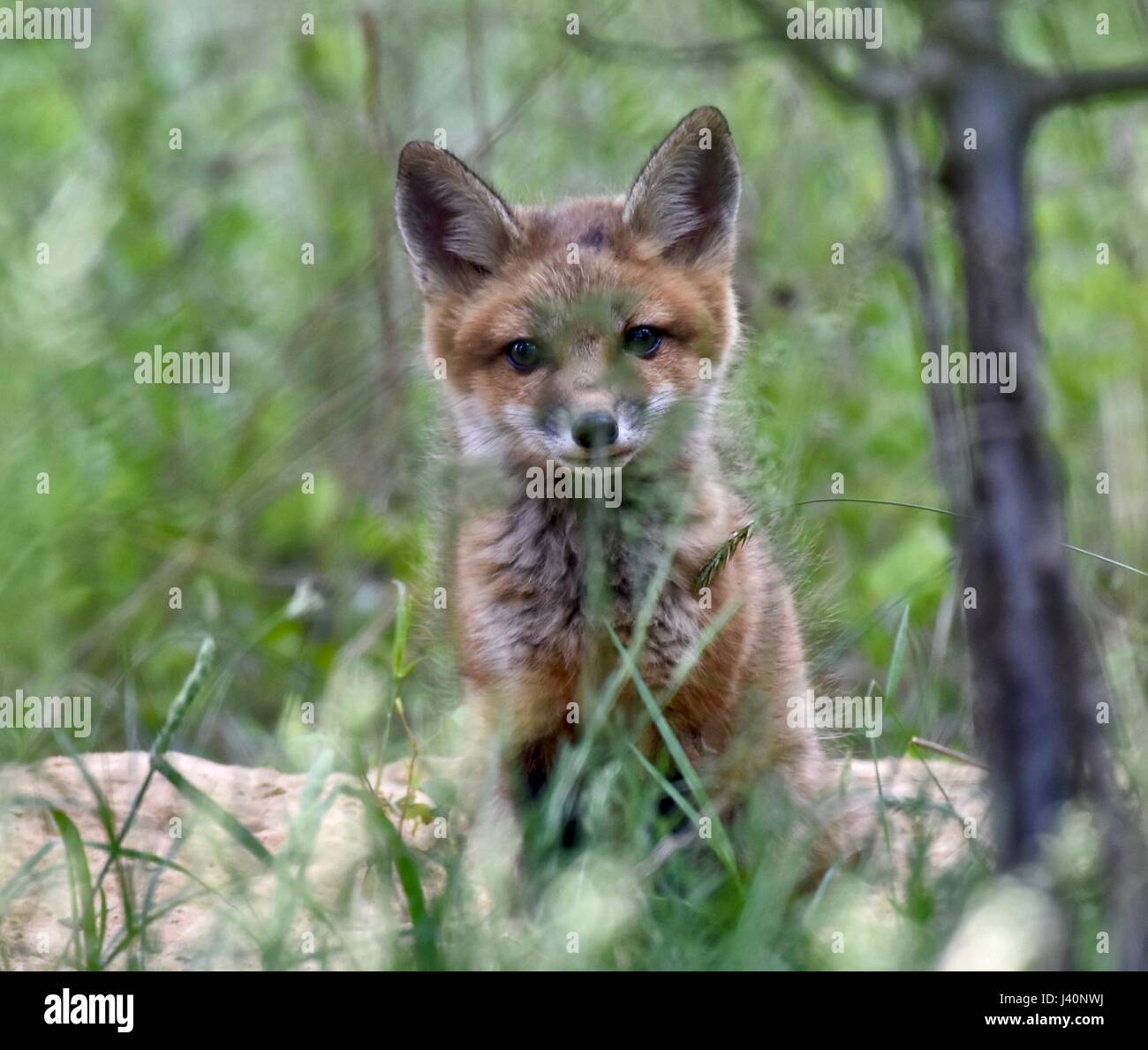 Red fox kit (Vulpes vulpes) hiding behind tall grass. Stock Photo
