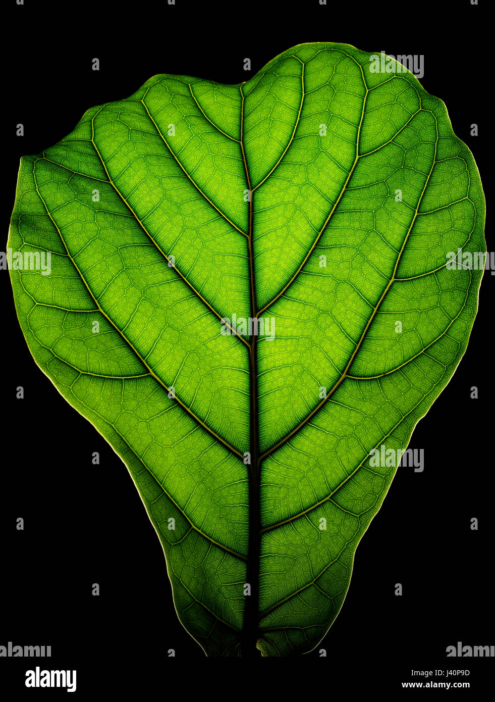 Brilliant Leaf Stock Photo