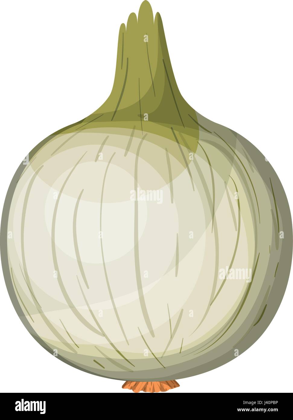 white background with onion in closeup Stock Vector Image & Art - Alamy