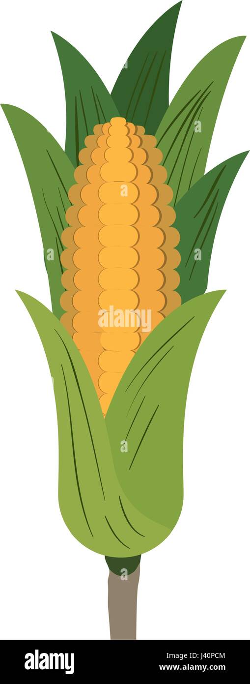 white background with realistic corn cob with leaves Stock Vector Image ...
