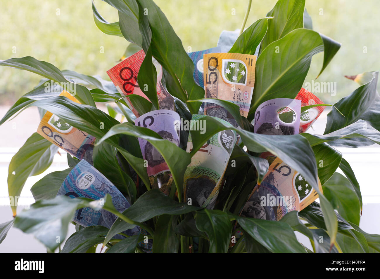 Money Plant Flower Stock Photo Alamy