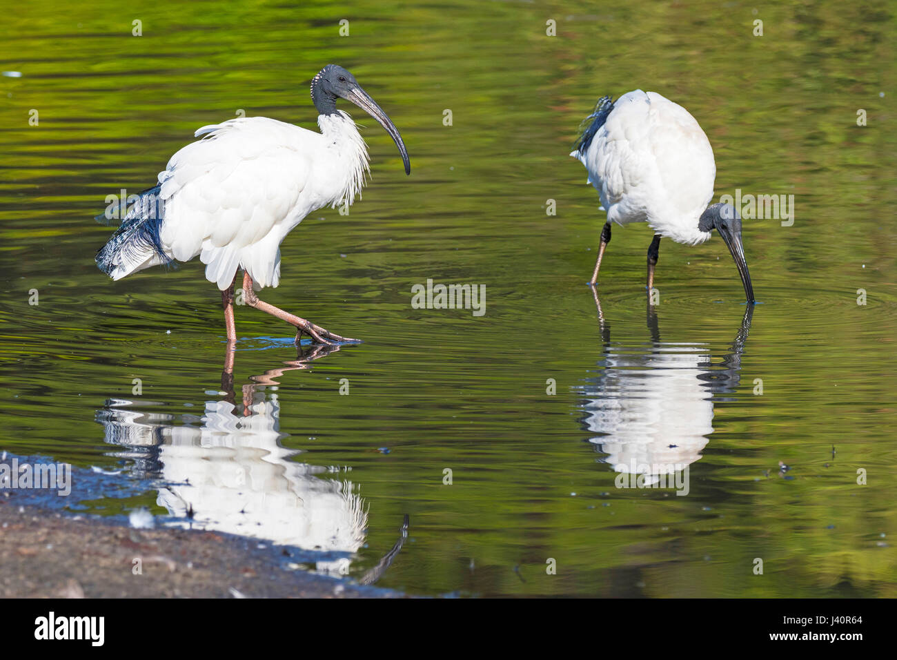Australian ibis hires stock photography and images Alamy
