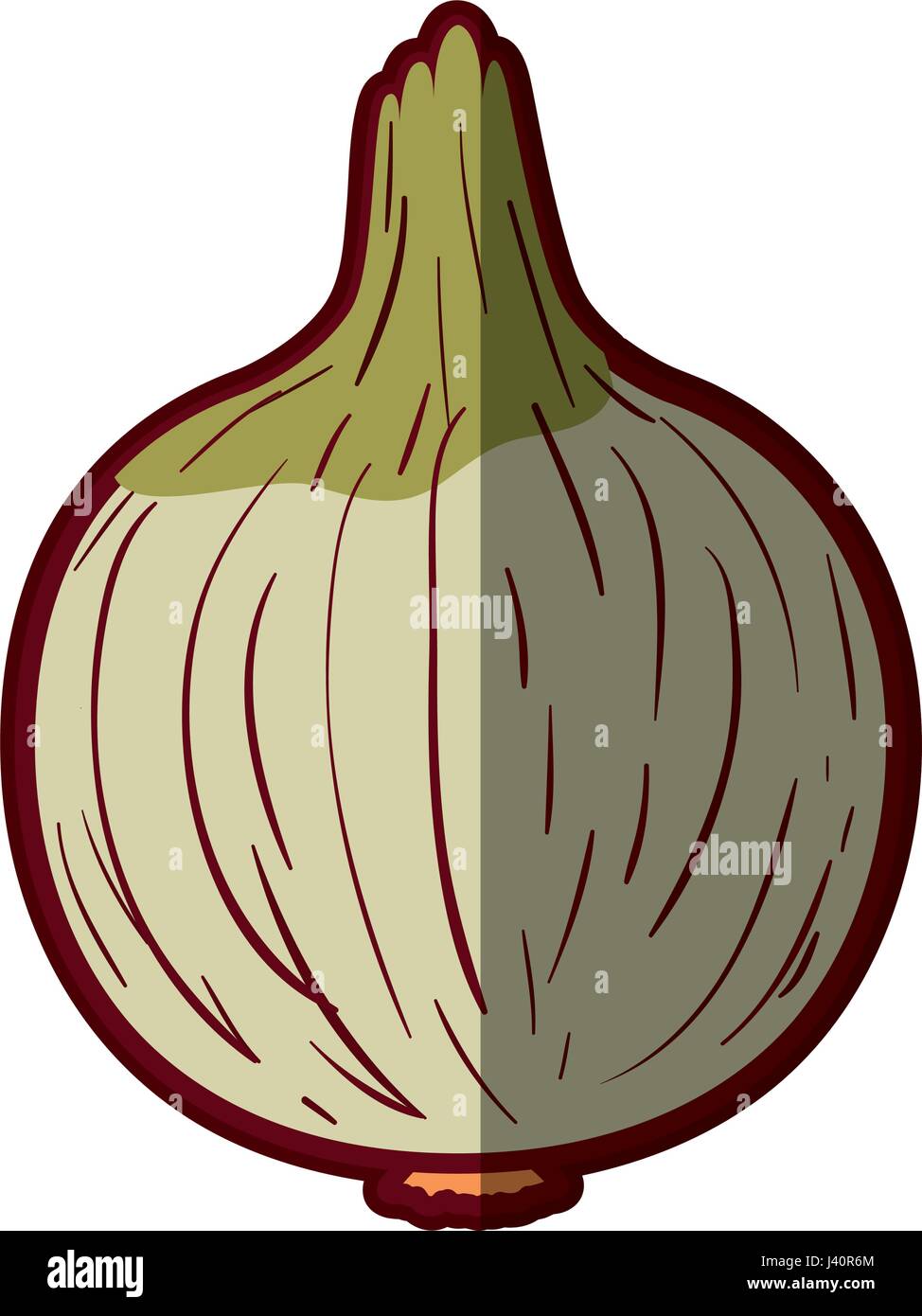 white background with onion in closeup with thick contour Stock Vector ...