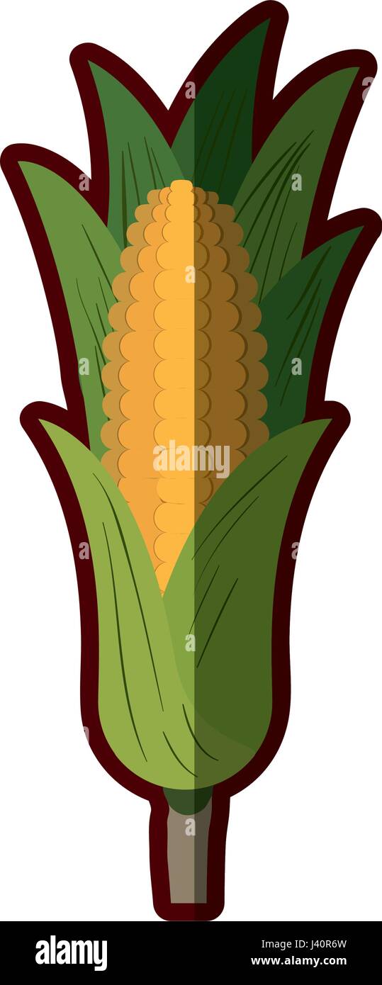 light colors of corn cob with leaves with thick contour Stock Vector ...