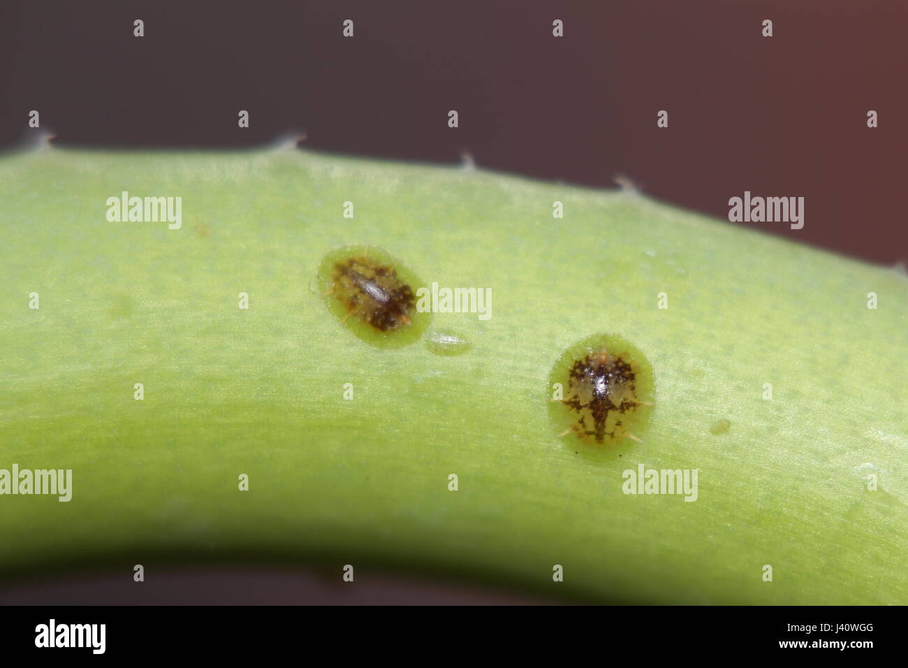 Scale insects sitting on an aloe plant Stock Photo - Alamy