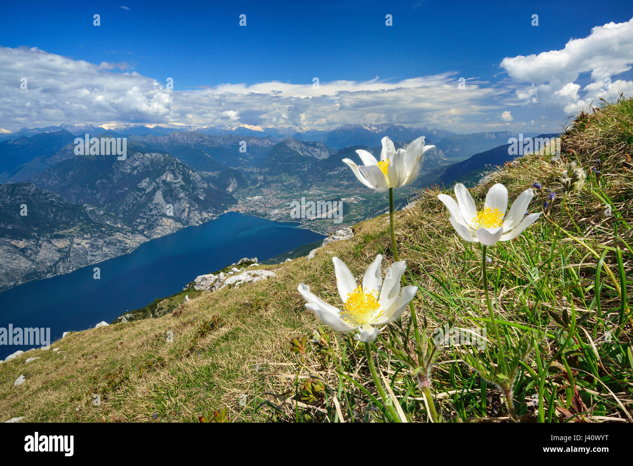 Flower meadow with anemones, lake Garda in background, Monte Altissimo, Monte Baldo, lake Garda, Trentino, Italy Stock Photo