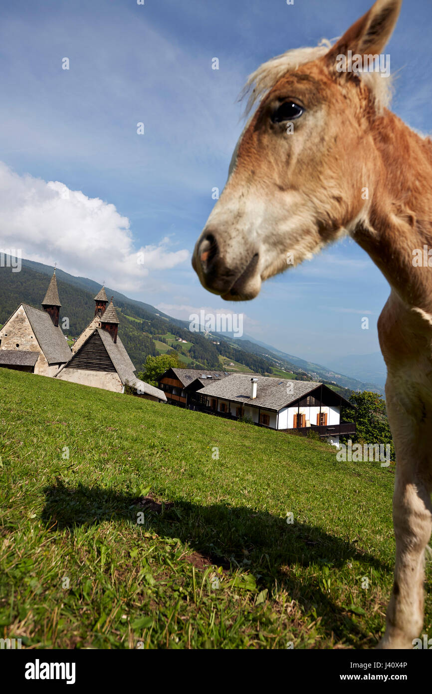 Haflinger horse on a meadow with three churches in the background near Hotel Gasthof Bad Dreikirchen, mountain hotel owned by the Wodenegg family, Eisack Valley, Trechiese 12, Barbian, South Tyrol, Italy Stock Photo