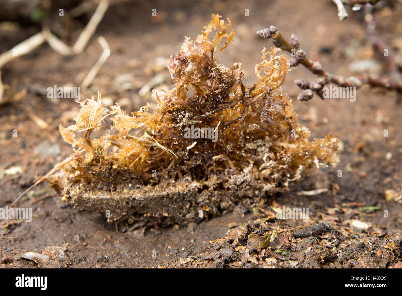 Some sea weed Stock Photo