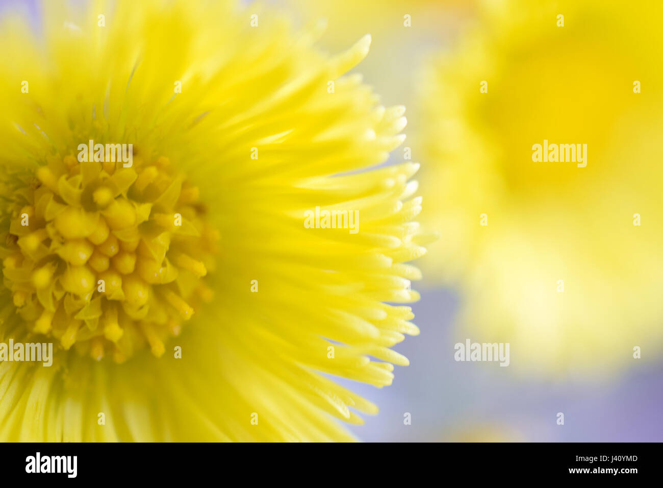 Beautiful yellow flower Tussilago farfara, commonly known as coltsfoot. Focus on foreground. Stock Photo