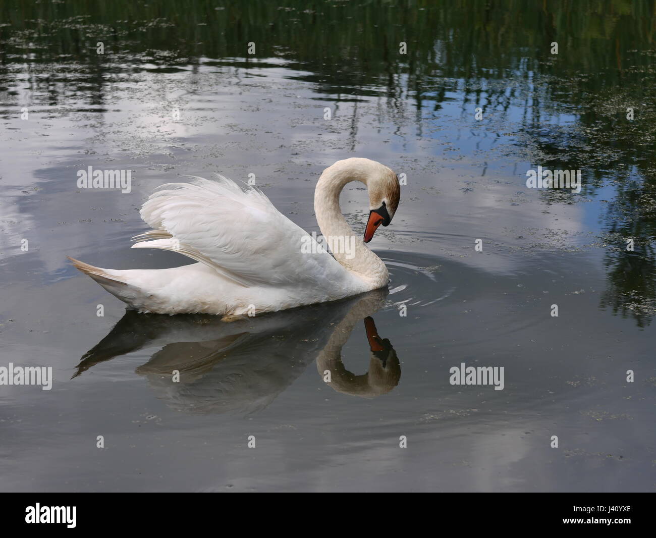 swimming swan in summer scenery Stock Photo - Alamy