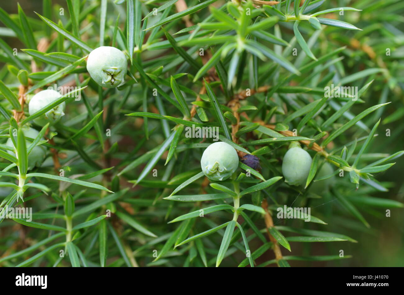 branch of juniper with berries on forest background Stock Photo
