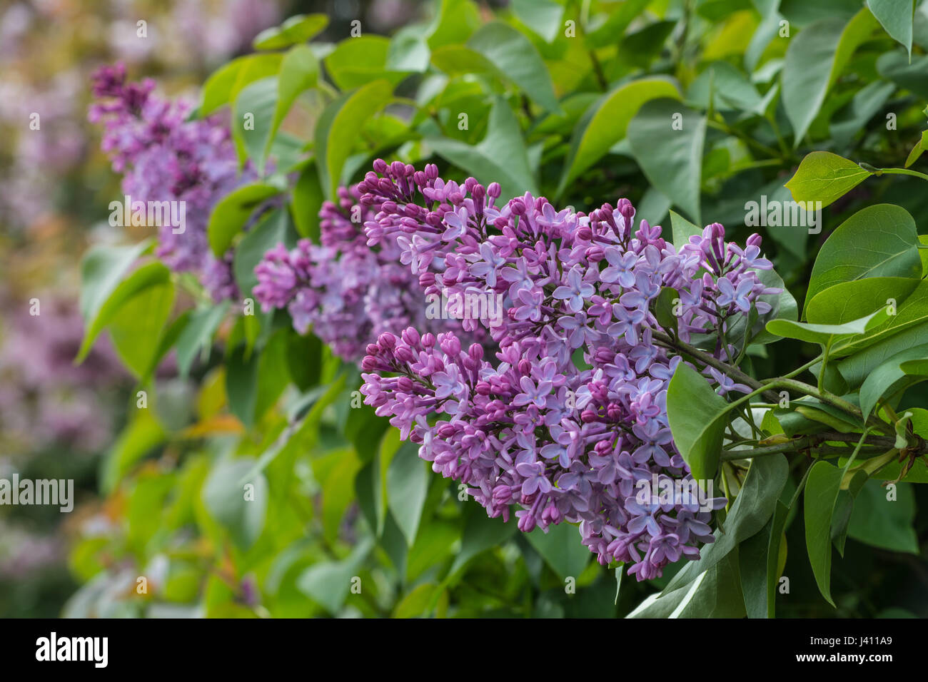 Syringa vulgaris, Lilac or common lilac is a species of flowering plant in the olive family Stock Photo