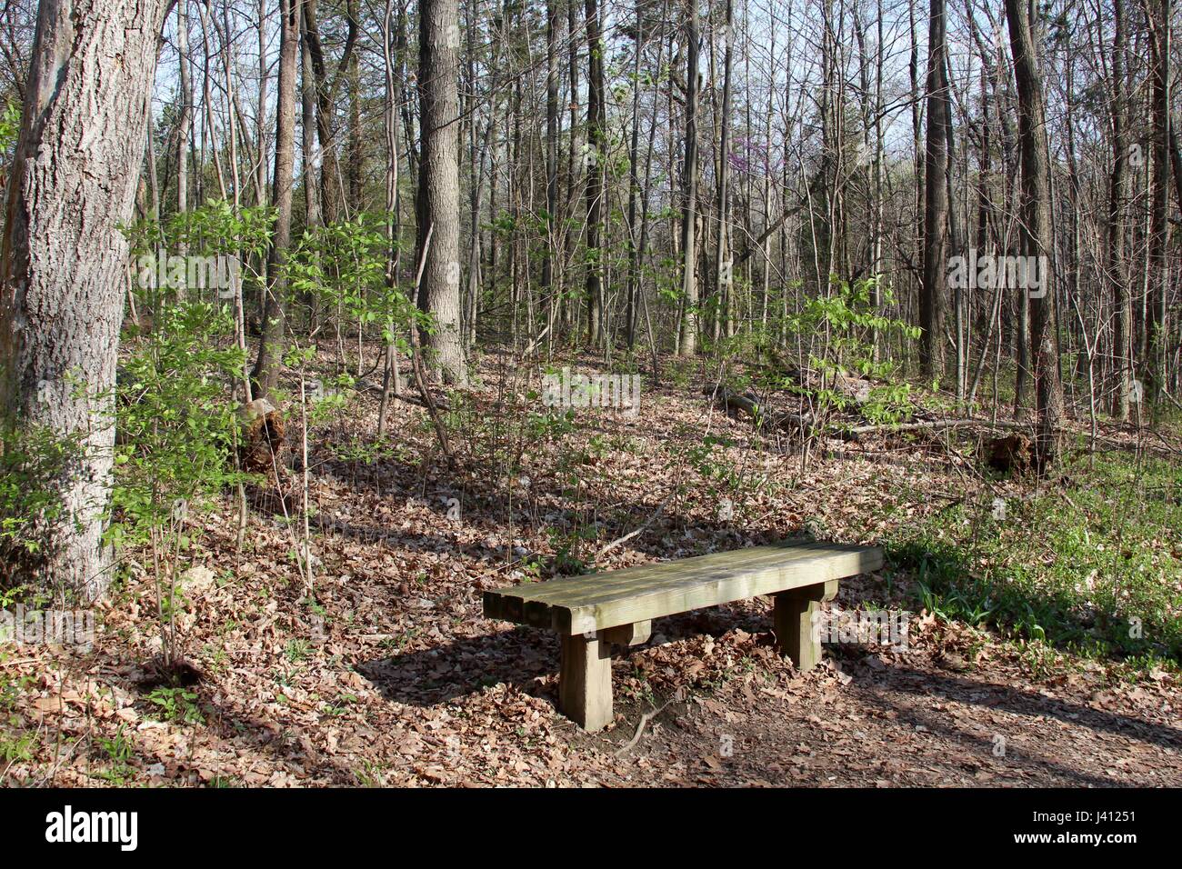 A beautiful spring day exploring the beauty of nature in the park. Stock Photo