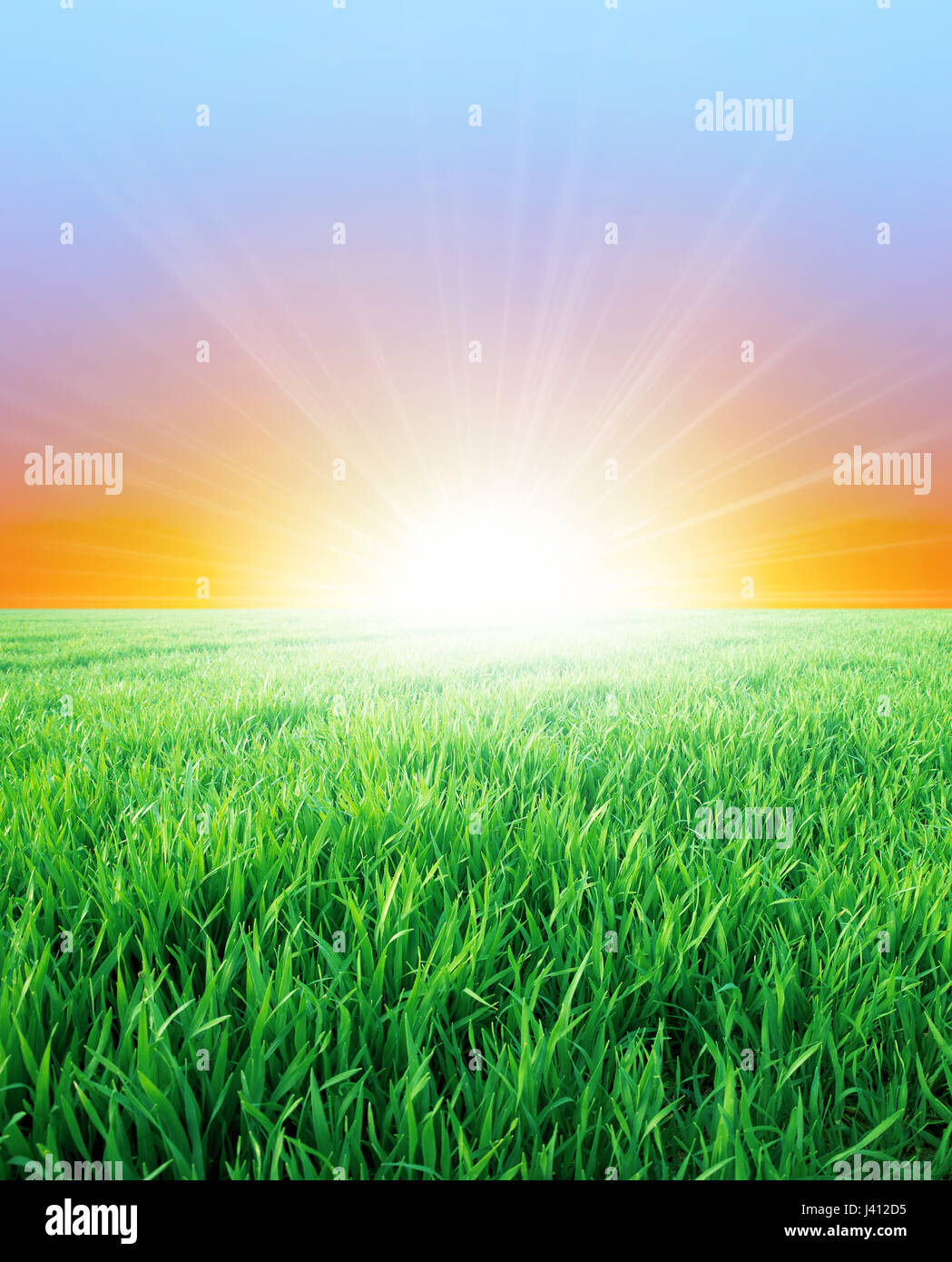 Green field of young plants growing slowly under the sunrise Stock Photo Alamy