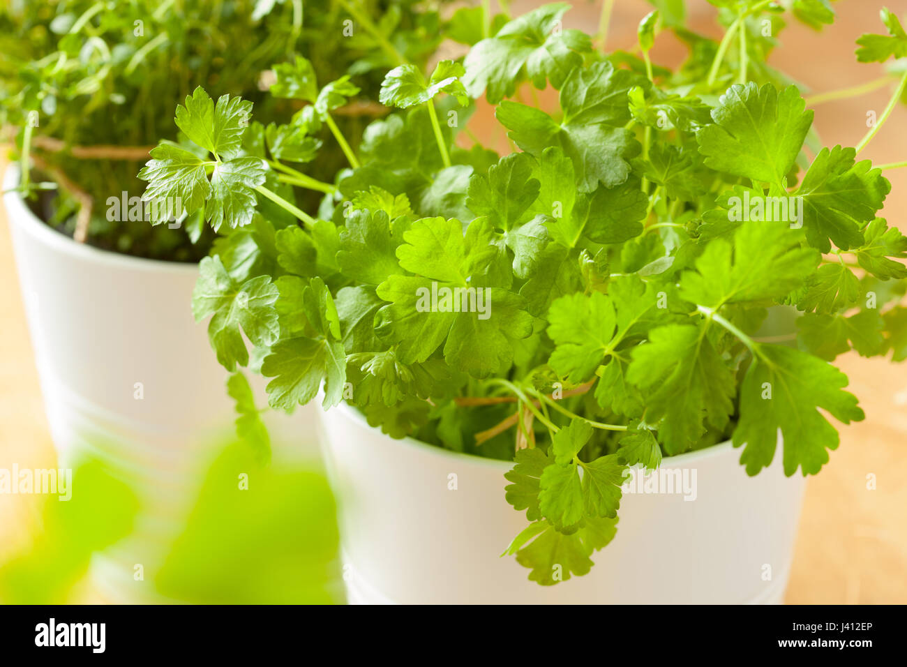 Coriander leaf hires stock photography and images Alamy