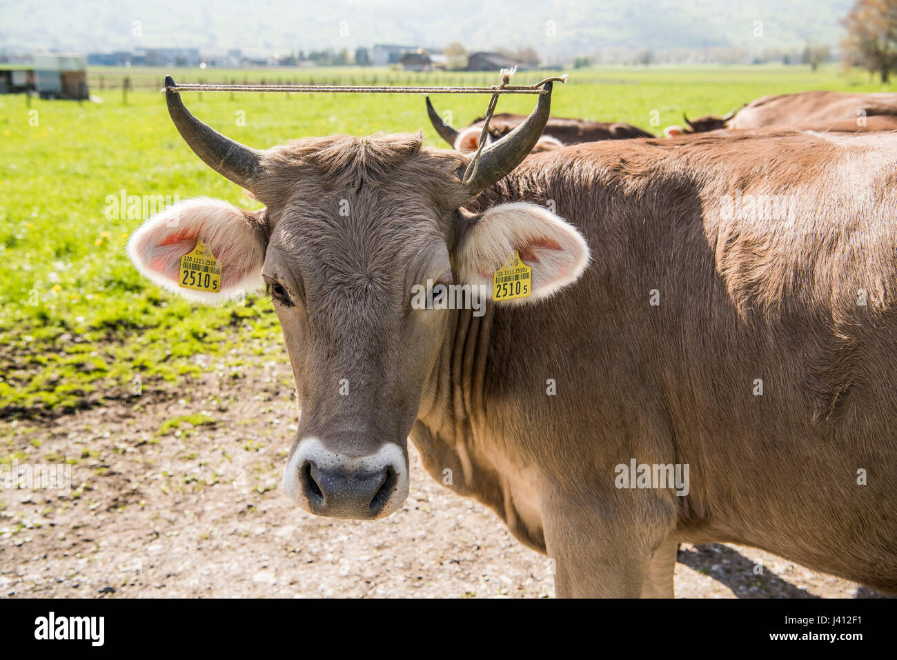 Braunvieh (German, 'brown cattle') also known as Schwyzer or Brown Swiss dairy cows with horns on a farm in the Swiss canton of Appenzell Innerhodden, Stock Photo