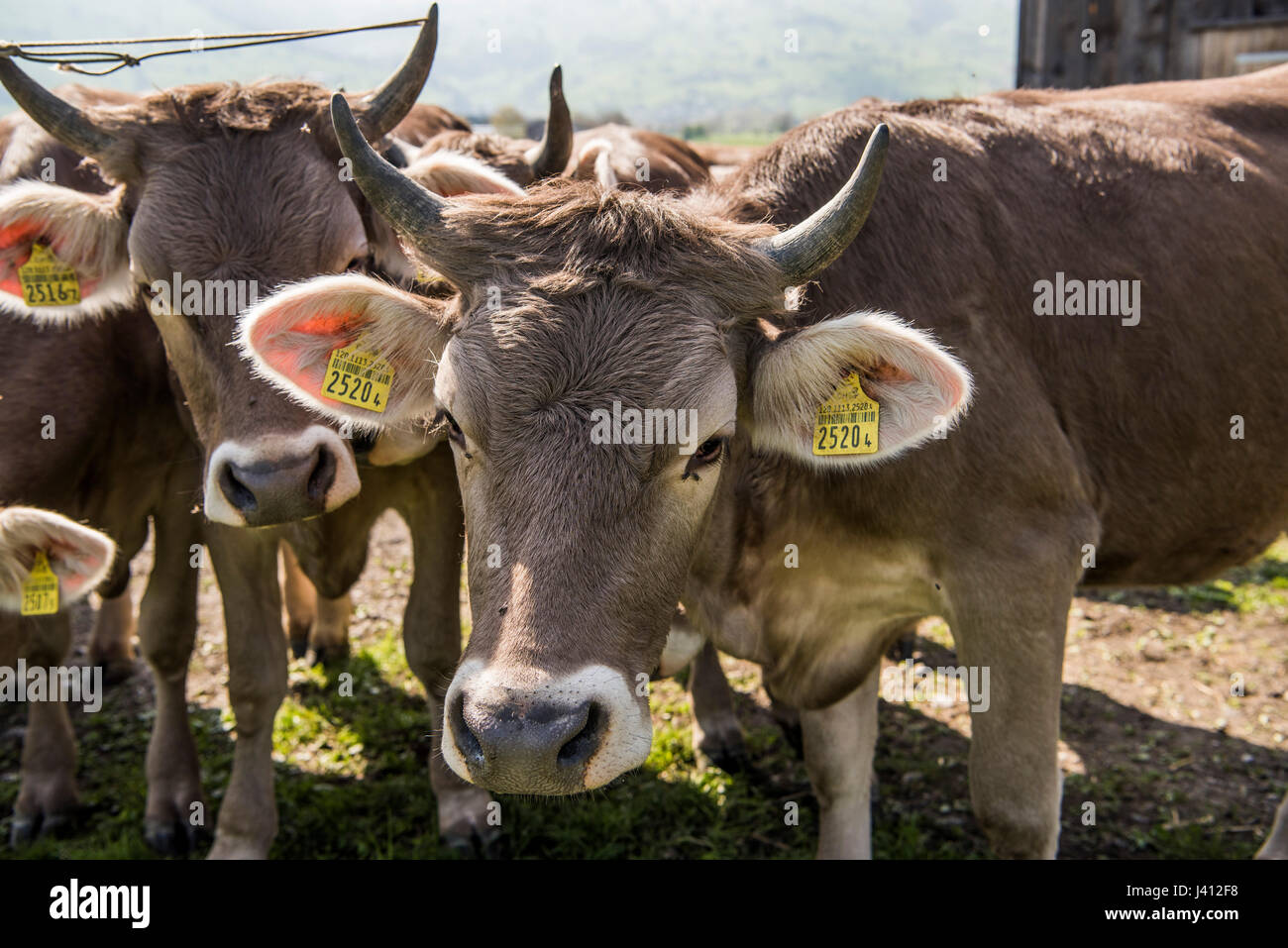 Braunvieh (German, 'brown cattle') also known as Schwyzer or Brown Swiss dairy cows with horns on a farm in the Swiss canton of Appenzell Innerhodden, Stock Photo