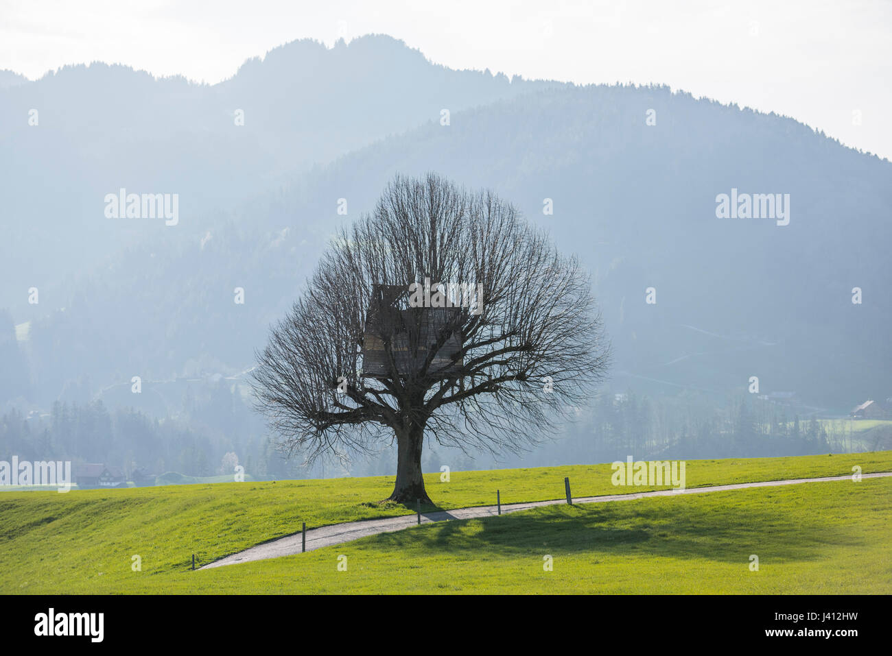 A children's play house built into a tree on farmland near the Swiss town of Apenzell, Switzerland. Derek Hudson / Alamy Stock Photo Stock Photo