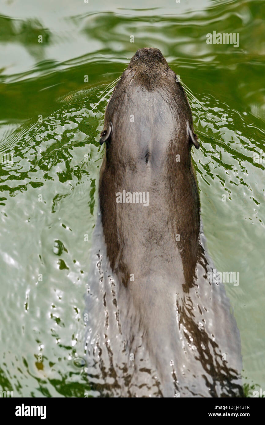 Smooth-coated otter (Lutrogale perspicillata) swimming in clear green water of a mangrove river, Singapore Stock Photo