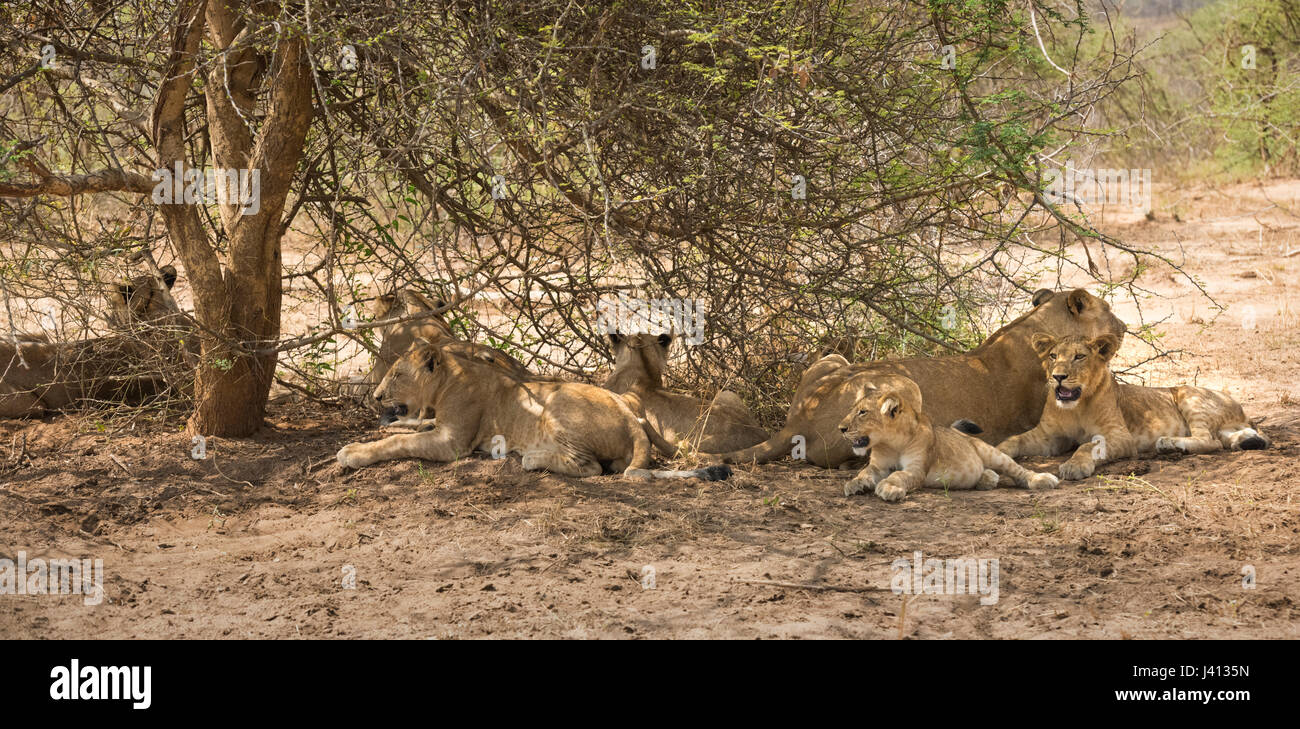 2017 African Lion High Resolution Stock Photography and Images - Alamy
