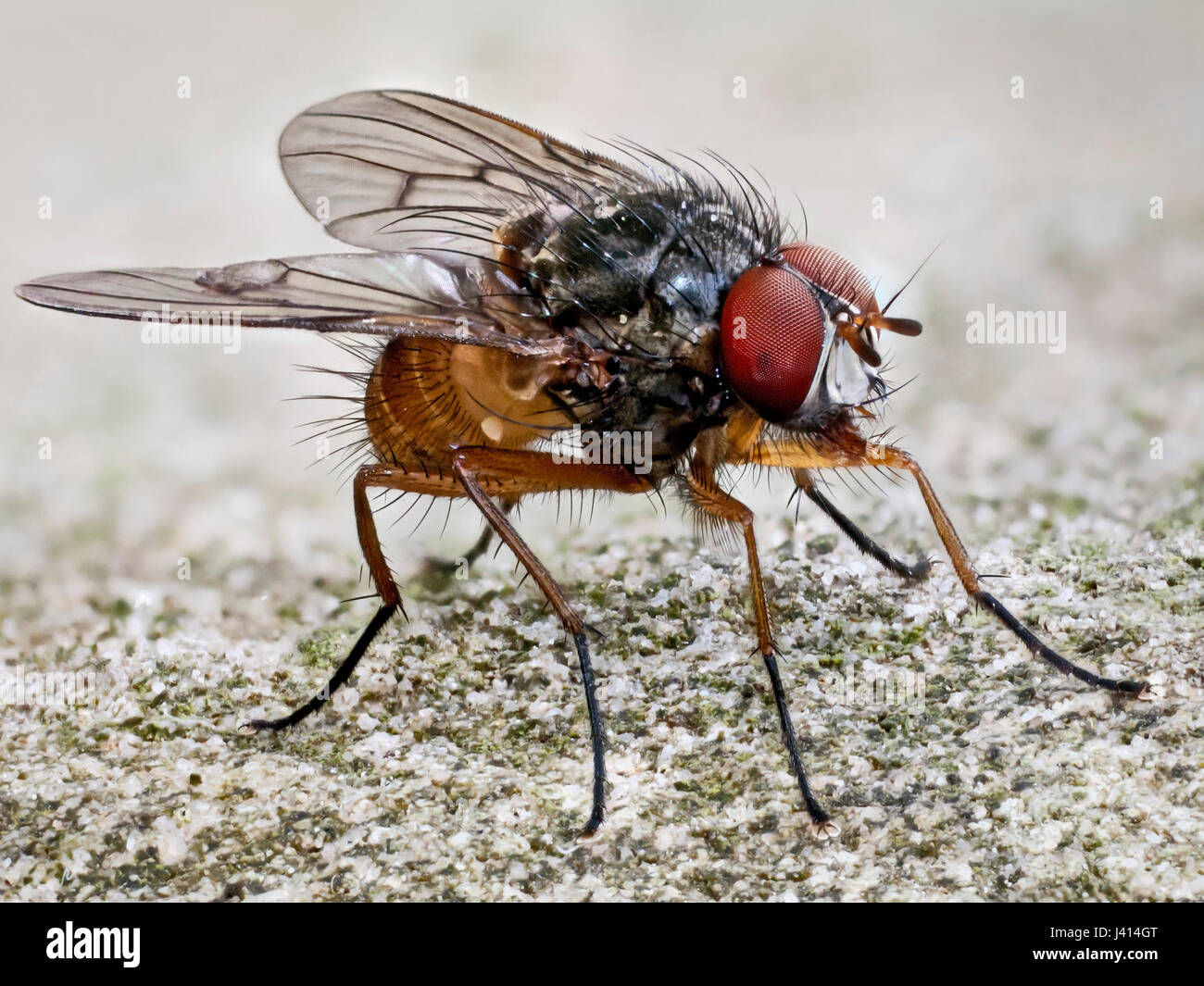 Red-eyed black and orange fly (Helina abdominalis male, Lancashire UK). Focus-stacked macro image. Stock Photo