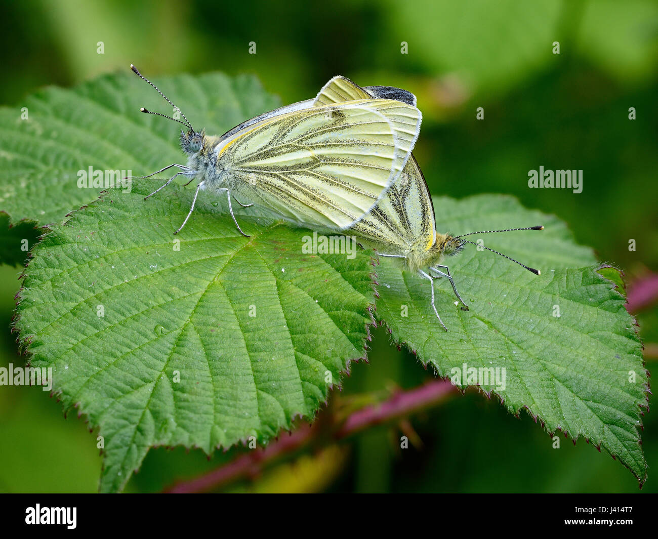 Green-veined White butterflies (Pieris napi) mating on bramble leaf, Lancashire UK.  Focus-stacked close-up image. Stock Photo