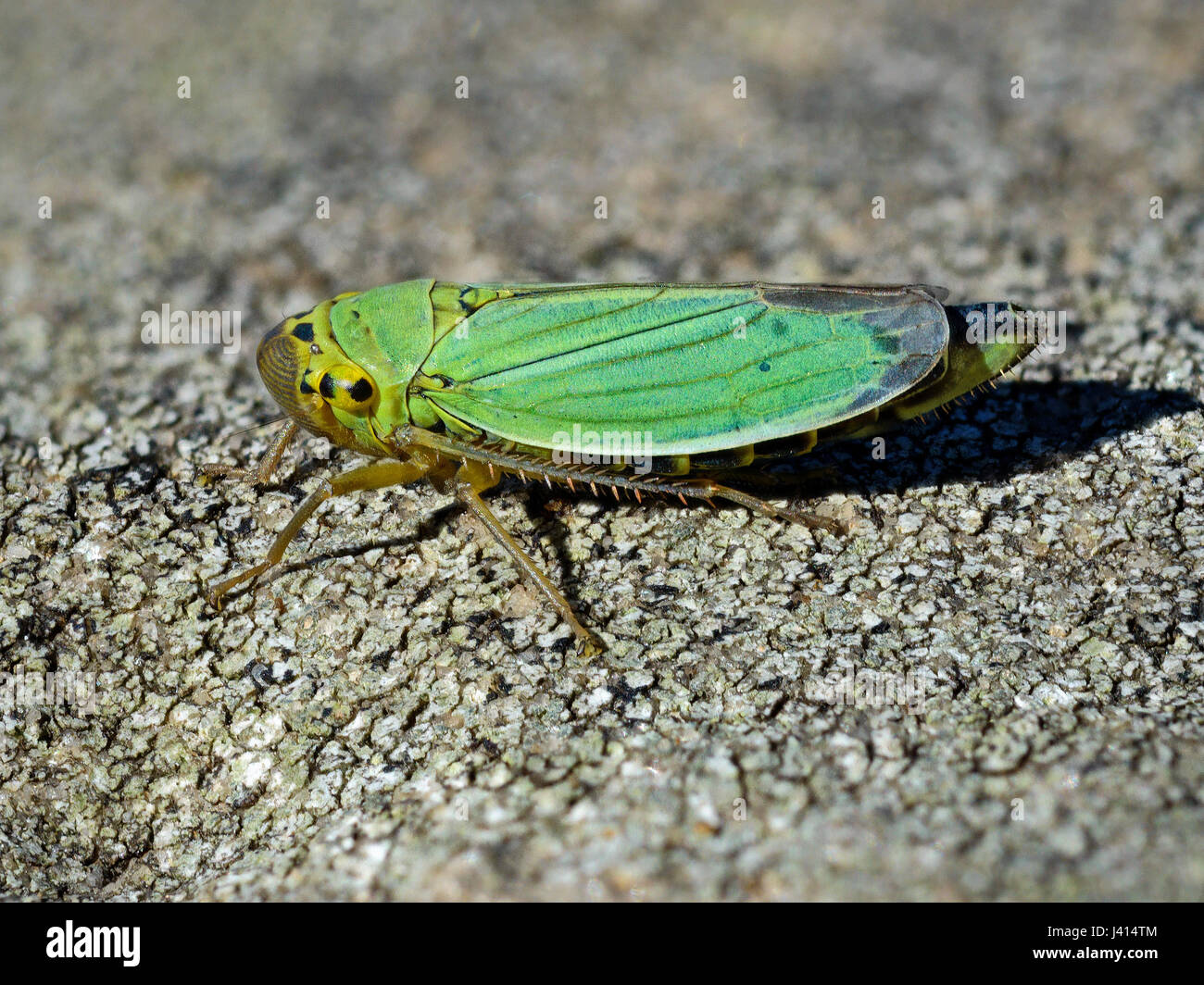 Green leaf hopper hires stock photography and images Alamy