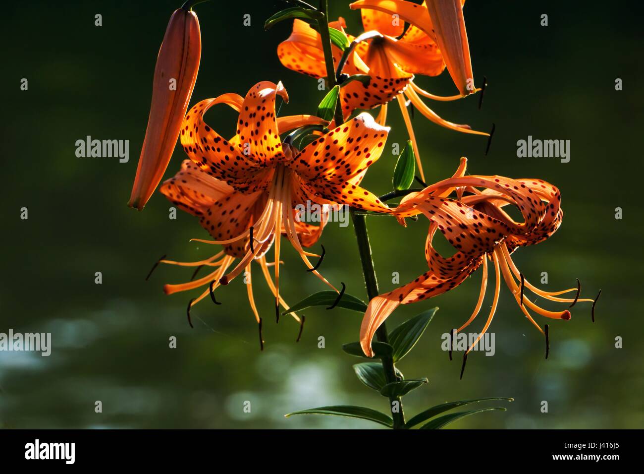 Saint joseph lily hires stock photography and images Alamy