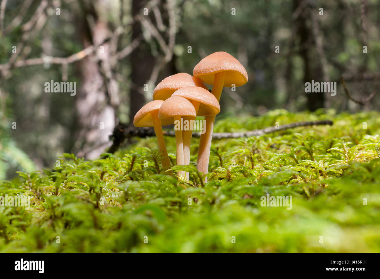 Several small brown mushrooms in Alberta foothills. Stock Photo