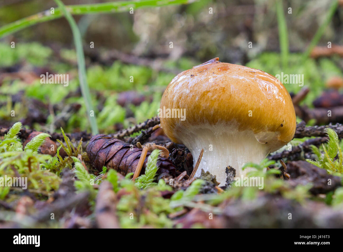 An immature gilled mushroom with its partial veil, in Alberta foothills. Stock Photo