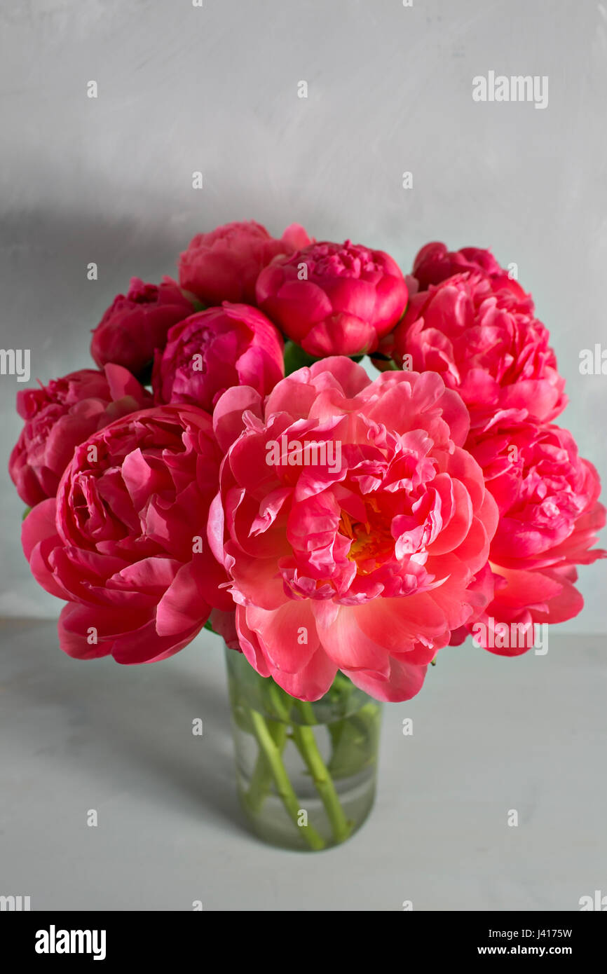 Bouquet of fresh coral peony flowers in glass vase on gray background ...