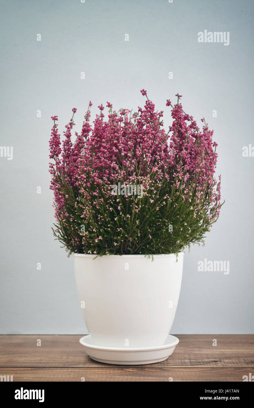 Calluna vulgaris (known as common heather, ling, or simply heather) in flower pot on blue background Stock Photo